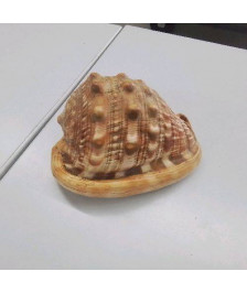 COQUILLAGE 