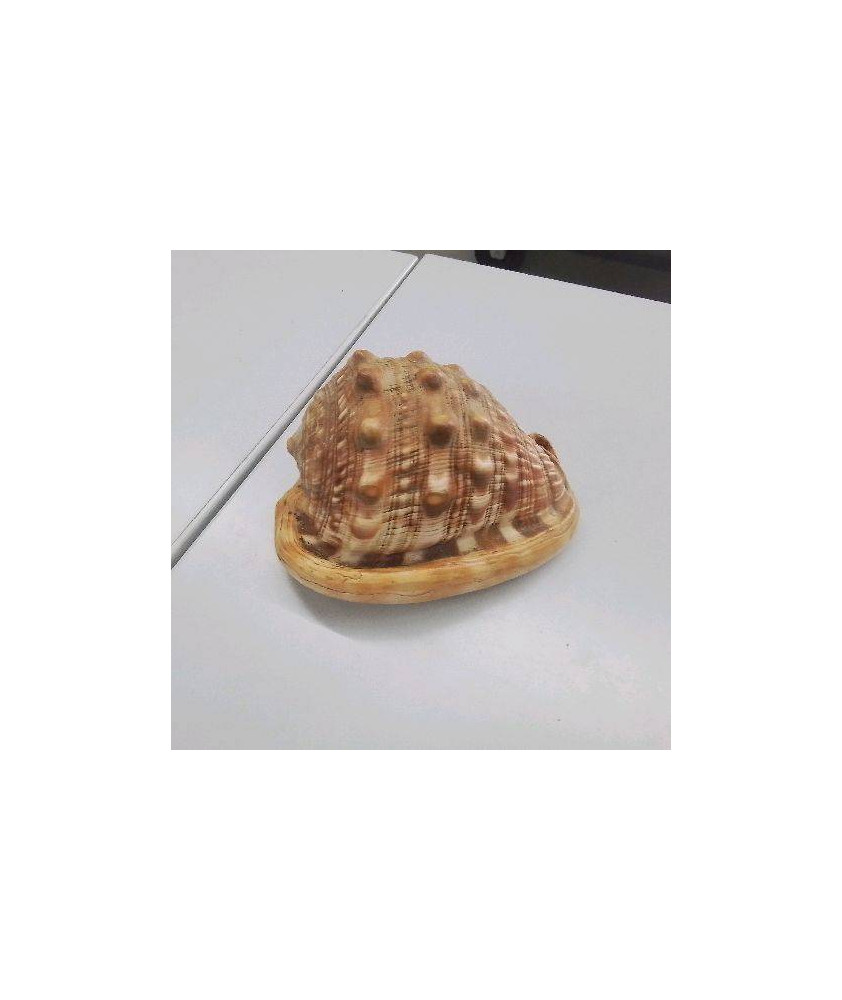 COQUILLAGE 