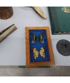 CADRE PAPILLON