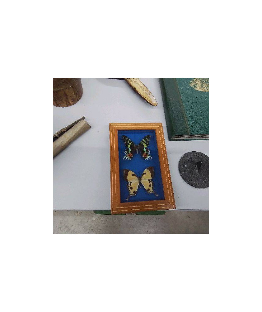 CADRE PAPILLON