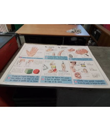 AFFICHE SCOLAIRE MDI LA MAIN LA PEAU ET LES FILS ET LES TISSUS 