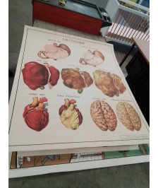AFFICHE SCOLAIRE ROSSIGNOL L ALCOOLISME ET LA VISION L OREILLE