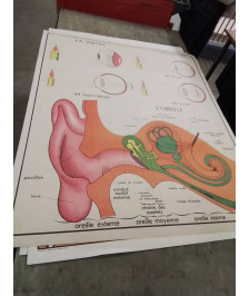 AFFICHE SCOLAIRE ROSSIGNOL L ALCOOLISME ET LA VISION L OREILLE