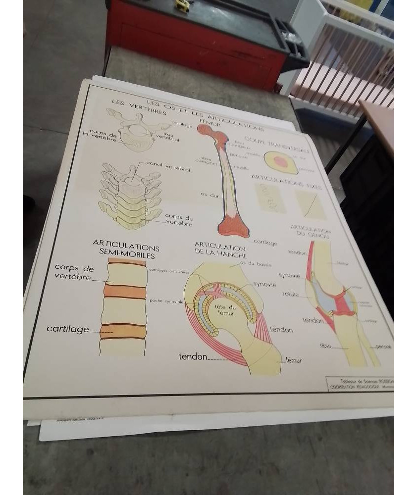 AFFICHE SCOLAIRE ROSSIGNOL LES OS ET LES ARTICULATION ET LES ACCIDENTS