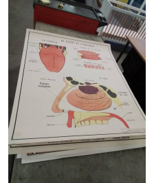 AFFICHE SCOLAIRE ROSSIGNOL LE GOUT L ODORAT ET L OEIL