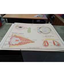 AFFICHE SCOLAIRE ROSSIGNOL LE GOUT L ODORAT ET L OEIL