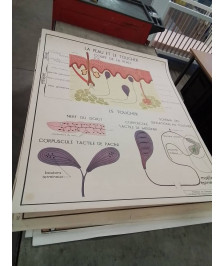 AFFICHE SCOLAIRE ROSSIGNOL LA PEAU LE TOUCHER ET LES NERFS