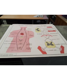 AFFICHE SCOLAIRE ROSSIGNOL LA PEAU LE TOUCHER ET LES NERFS