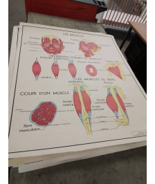 AFFICHE SCOLAIRE ROSSIGNOL LES MUSCLES ET HYGIÈNE DU SQUELETTE 
