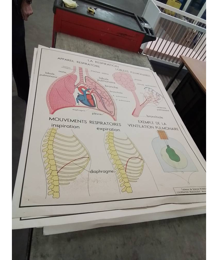 AFFICHE SCOLAIRE ROSSIGNOL LA RESPIRATION ET LES ECHANGES GAZEUX 