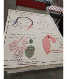 AFFICHE SCOLAIRE ROSSIGNOL LA RESPIRATION ET LES ECHANGES GAZEUX 