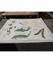 AFFICHE SCOLAIRE ROSSIGNOL L EGLANTIER ET LE POIS