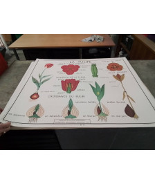 AFFICHE SCOLAIRE ROSSIGNOL LA TULIPE ET LE BOUTON D OR