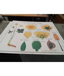 AFFICHE SCOLAIRE ROSSIGNOL LA TULIPE ET LE BOUTON D OR