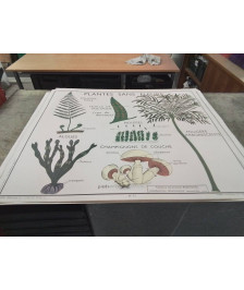 AFFICHE SCOLAIRE ROSSIGNOL PLANTES SANS FLEURS ET CLASSIFICATION DES VEGETAUX