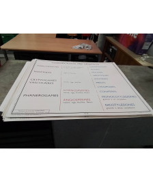 AFFICHE SCOLAIRE ROSSIGNOL PLANTES SANS FLEURS ET CLASSIFICATION DES VEGETAUX