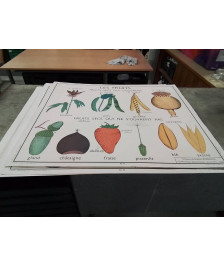 AFFICHE SCOLAIRE ROSSIGNOL LA GRAINE ET LES FRUITS