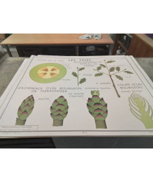 AFFICHE SCOLAIRE ROSSIGNOL LA FEUILLE ET LES TIGES