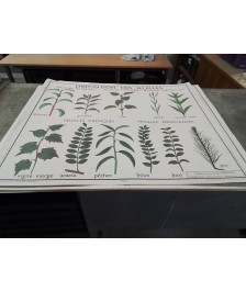 AFFICHE SCOLAIRE ROSSIGNOL LES FRUITS ET DISPOSITION DES FEUILLES 