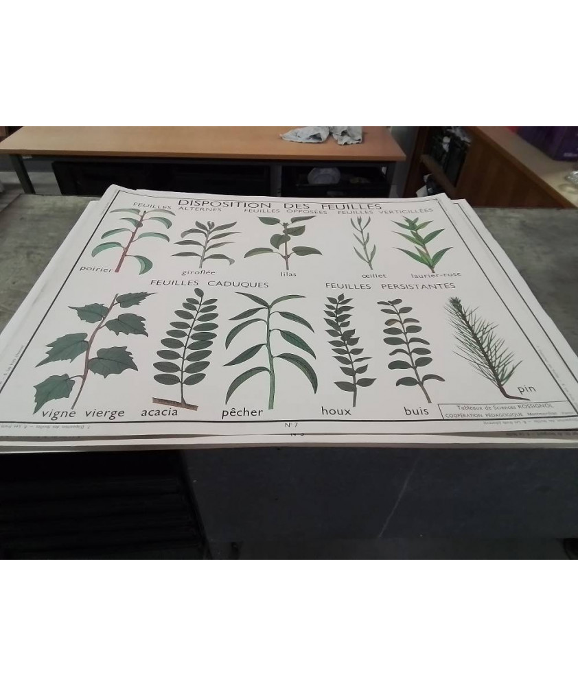 AFFICHE SCOLAIRE ROSSIGNOL LES FRUITS ET DISPOSITION DES FEUILLES 
