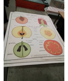 AFFICHE SCOLAIRE ROSSIGNOL LES FRUITS ET DISPOSITION DES FEUILLES 
