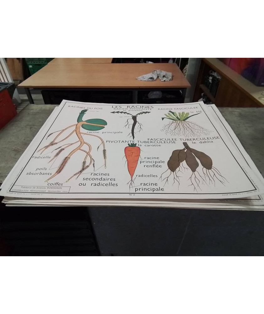 AFFICHE SCOLAIRE ROSSIGNOL LES RACINES ET LA PLANTE