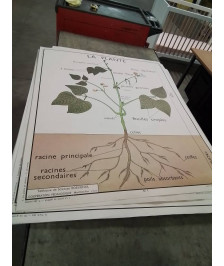 AFFICHE SCOLAIRE ROSSIGNOL LES RACINES ET LA PLANTE