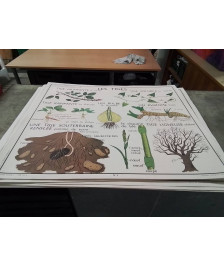 AFFICHE SCOLAIRE ROSSIGNOL LES TIGES ET RACINES ADVENTIVES