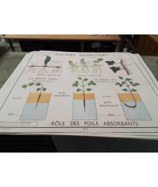 AFFICHE SCOLAIRE ROSSIGNOL LES TIGES ET RACINES ADVENTIVES