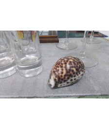 COQUILLAGE 