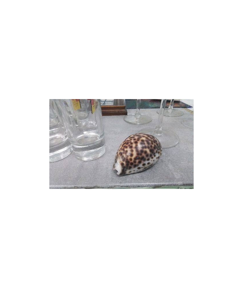 COQUILLAGE 