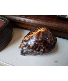 COQUILLAGE CYPRAEA