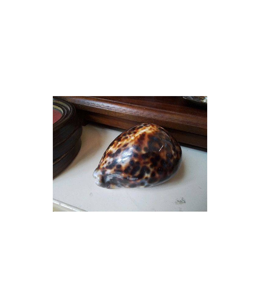COQUILLAGE CYPRAEA
