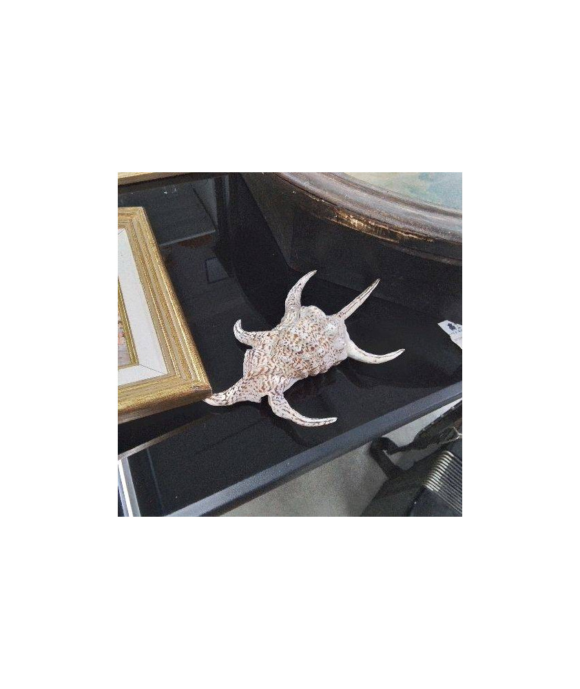 COQUILLAGE