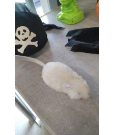 JOUET SOURIS 
