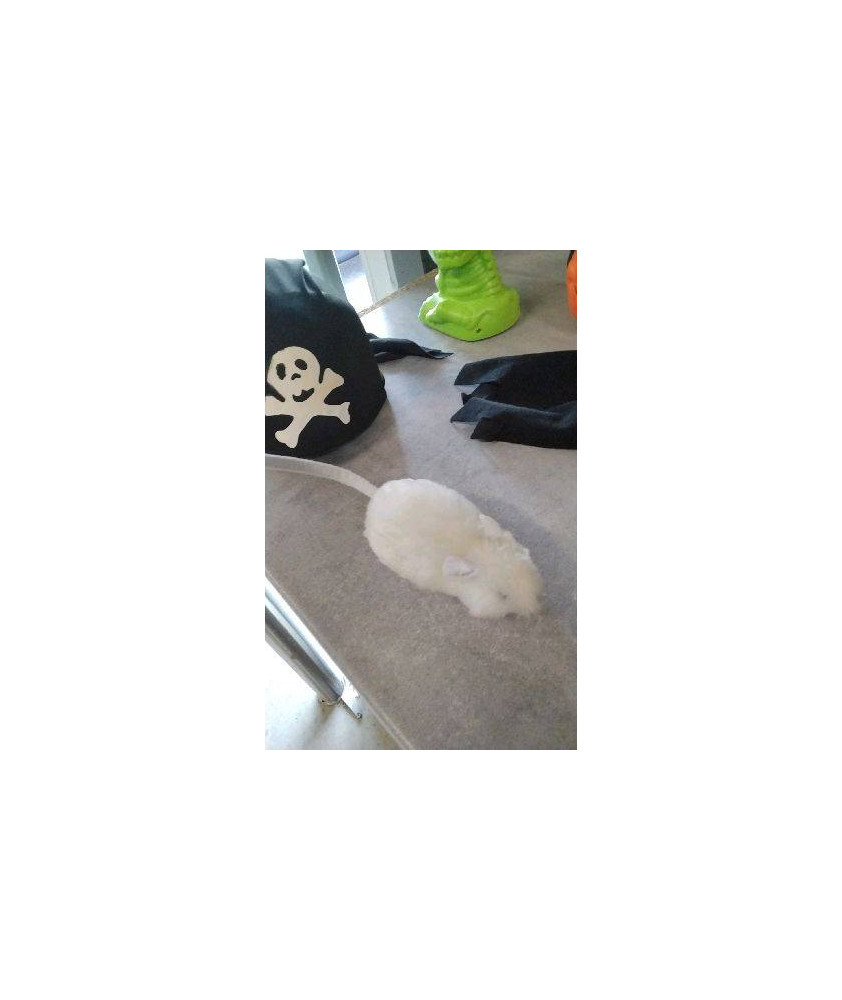 JOUET SOURIS 