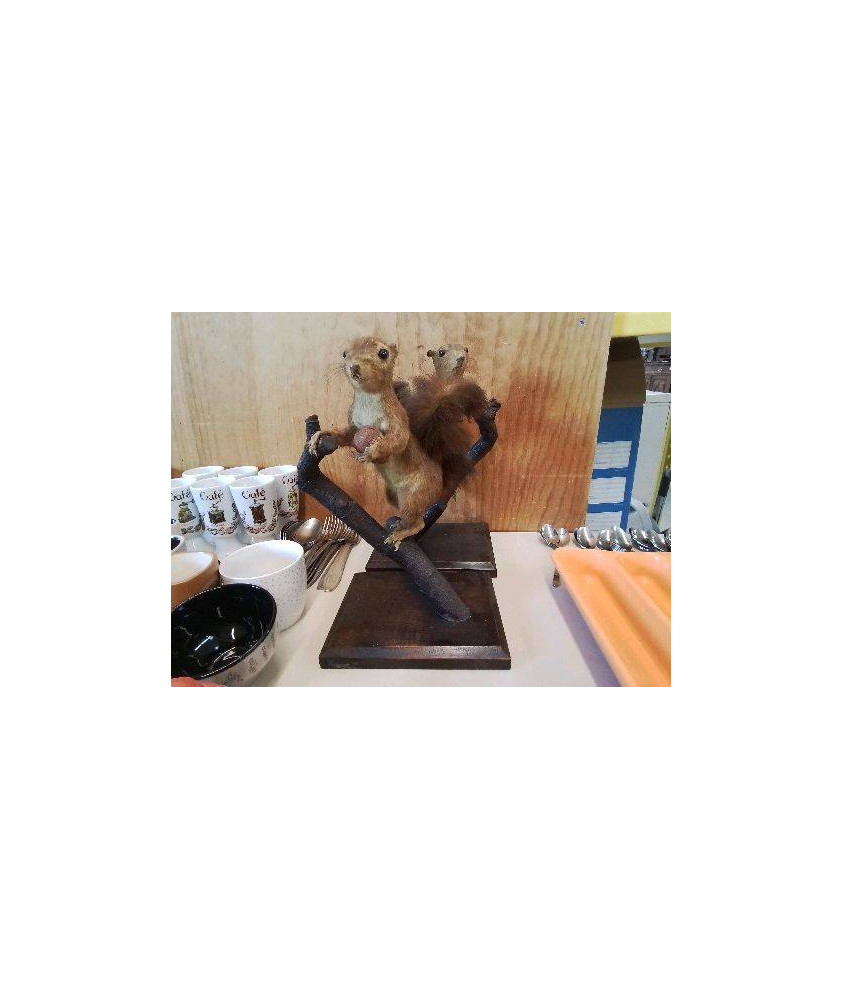 ÉCUREUIL NATURALISÉ 