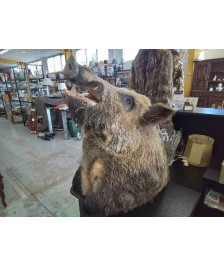 TETE DE SANGLIER NATURALISÉE