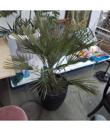 CACHE POT NOIR + PLANTE