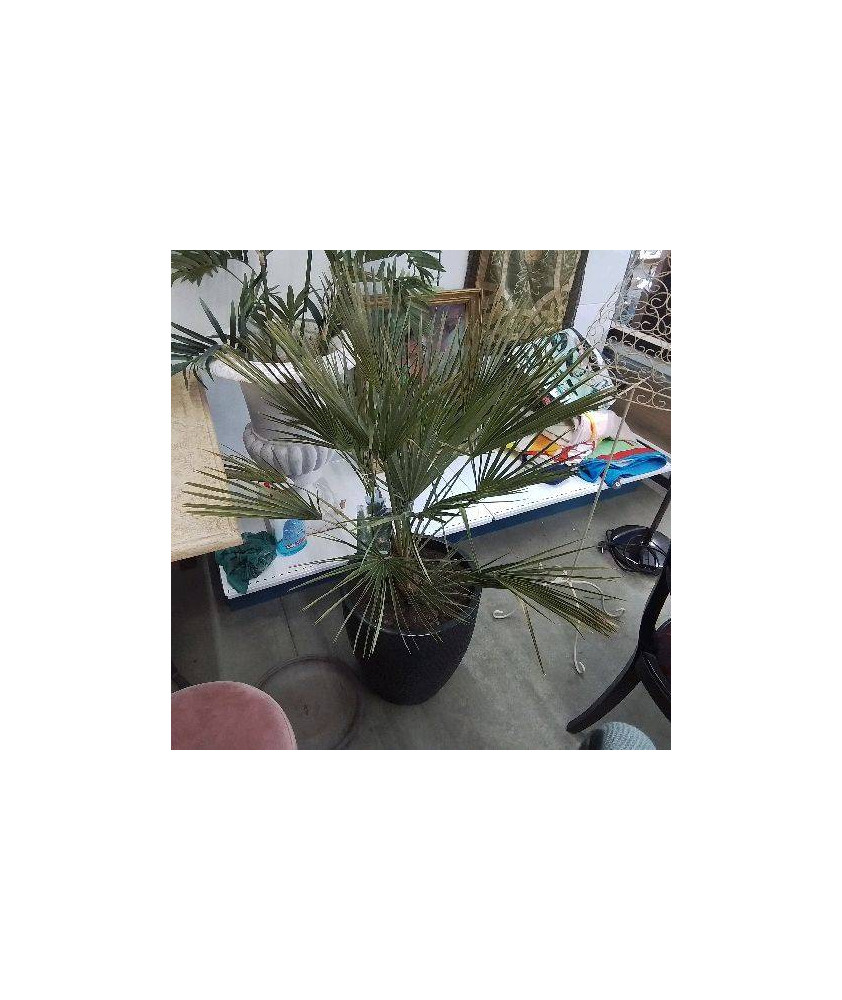 CACHE POT NOIR + PLANTE