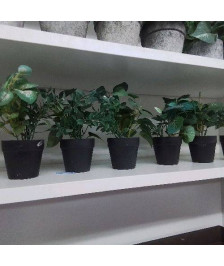 MINI PLANTE ARTIFICIELLE POT NOIR