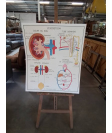 TABLEAUX DE SCIENCES ROSSIGNOL L EXCRETION LE SQUELETTE 910