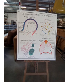 TABLEAUX DE SCIENCES ROSSIGNOL LES ECHANGES GAZEUX LA TUBERCULOSE LA RESPIRATION 78