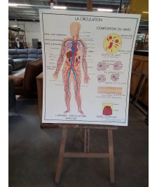 TABLEAUX DE SCIENCES ROSSIGNOL LA CIRCULATION LE COEUR 56