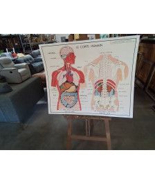 TABLEAUX DE SCIENCES ROSSIGNOL LE CORPS HUMAIN L APPAREIL DIGESTIF 12