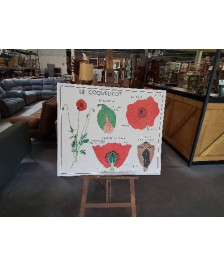 TABLEAUX  DE SCIENCES ROSSIGNOL  LE COQUELICOT LA GIROFLEE 1718