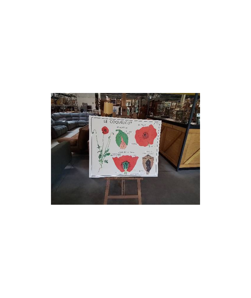 TABLEAUX  DE SCIENCES ROSSIGNOL  LE COQUELICOT LA GIROFLEE 1718