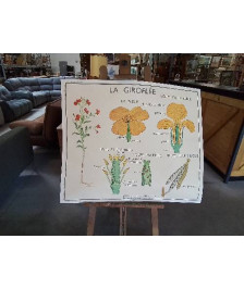 TABLEAUX  DE SCIENCES ROSSIGNOL  LE COQUELICOT LA GIROFLEE 1718