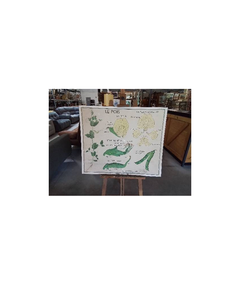 TABLEAUX DE SCIENCES ROSSIGNOL LE POIS L EGLANTIER 1617 EN L’ÉTAT 