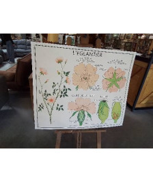 TABLEAUX DE SCIENCES ROSSIGNOL LE POIS L EGLANTIER 1617 EN L’ÉTAT 